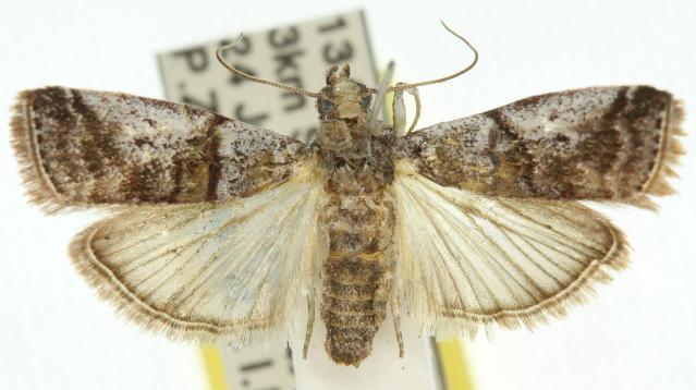 Ammatucha lathria
