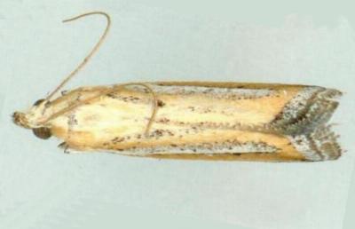 Heterochrosis molybdophora