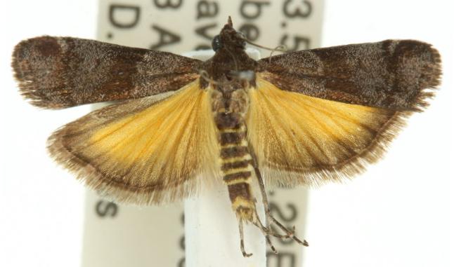 Lasiosticha opimella