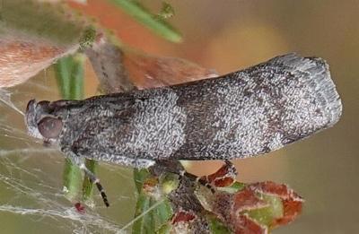 Lasiosticha opimella