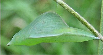 Eurema alitha