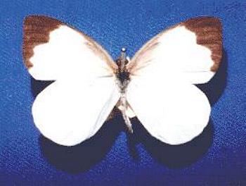Elodina angulipennis