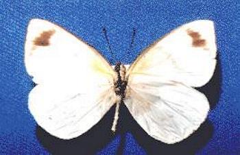 Elodina angulipennis