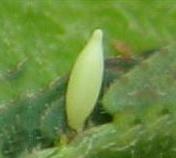 Eurema brigitta
