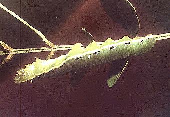 Catopsilia gorgophone