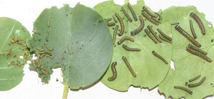 Belenois java larva