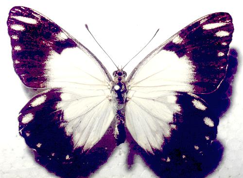 Belenois java female