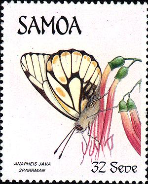 Belenois java stamp