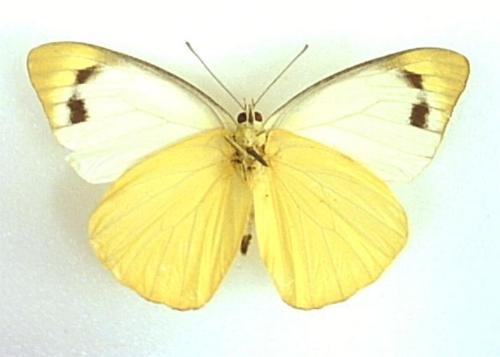 APPIAS PAULINA SAINA unmounted butterfly