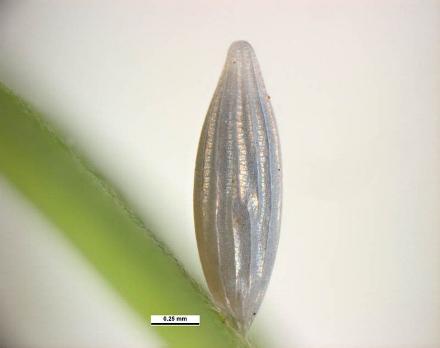 Catopsilia pyranthe