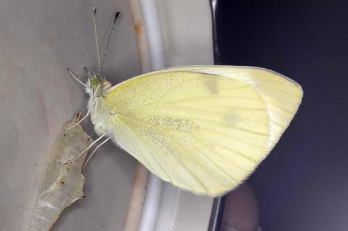 Pieris rapae
