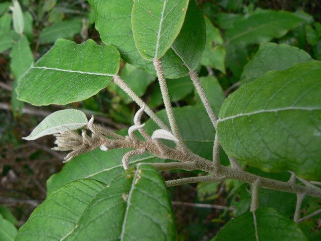Astrotricha latifolia