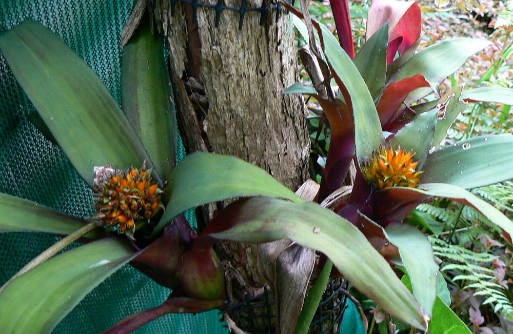 nidularium bromeliaceae burchellii australia pineapple bromeliad