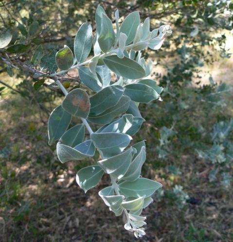 acacia-podalyriifolia2.jpg