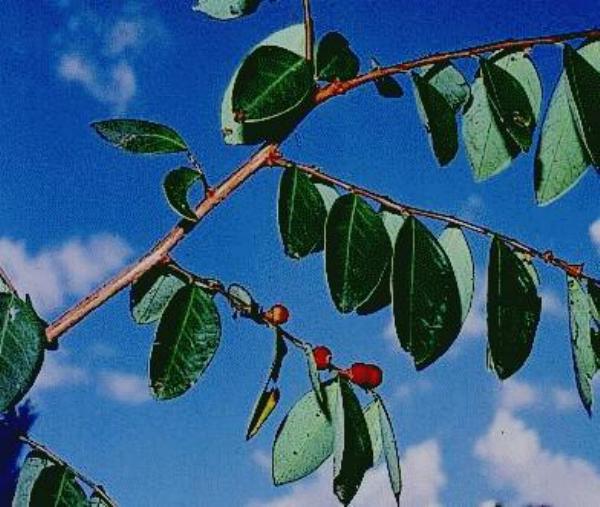 Breynia oblongifolia fruit