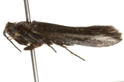 Tritymba pamphaea