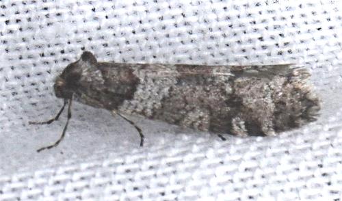 Lepidoscia adelopis