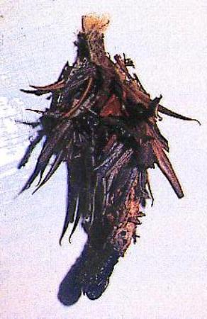 Hyalarcta huebneri