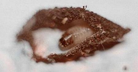 Cebysa leucotelus larva