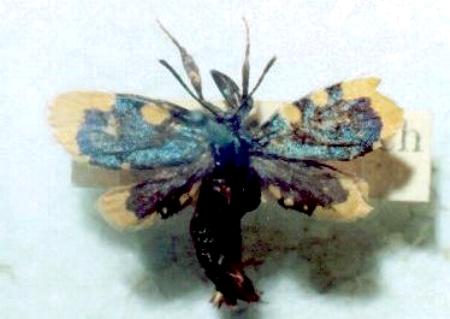 Cebysa leucotelus female