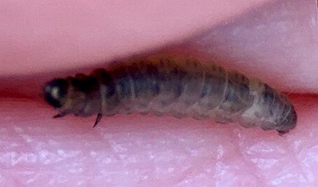 Cebysa leucotelus larva