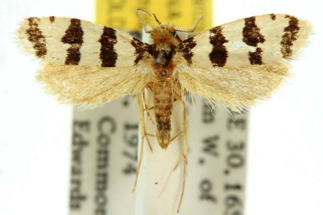Iphierga melichrysa