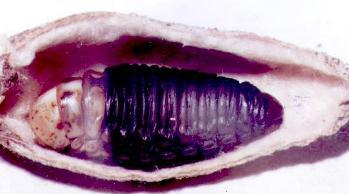 Hyalarcta nigrescens