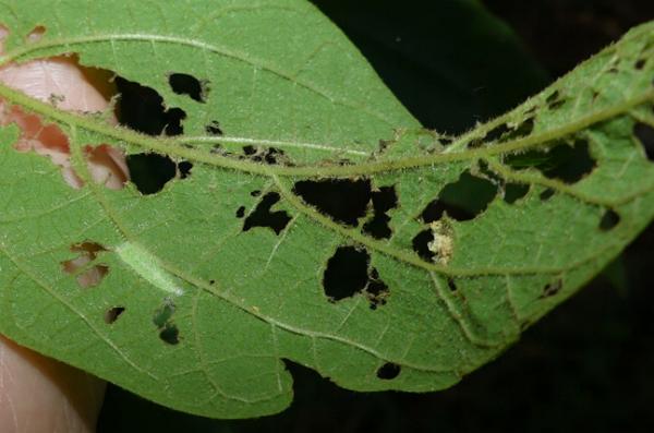 Cosmoclostis aglaodesma