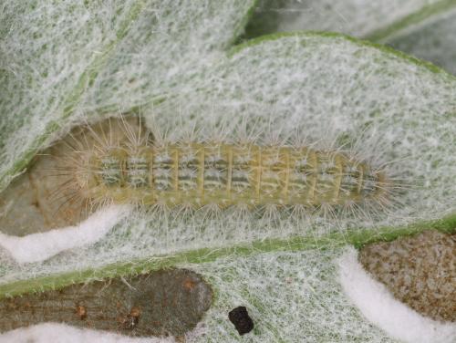 Hellinsia lienigianus