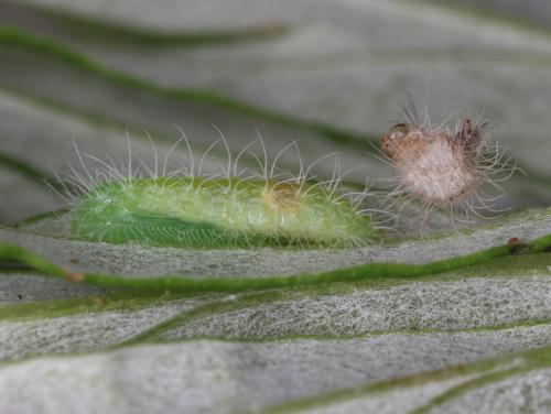 Hellinsia lienigianus