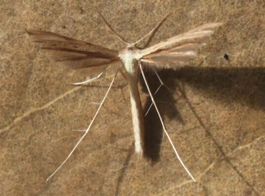 Exelastis pumilio