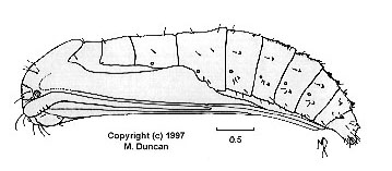 Lantanophaga pusillidactylus