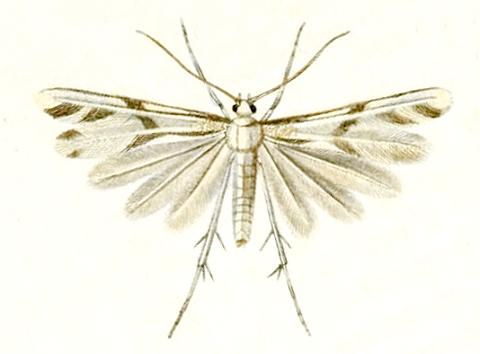 Wheeleria spilodactylus