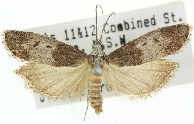Aphomia baryptera