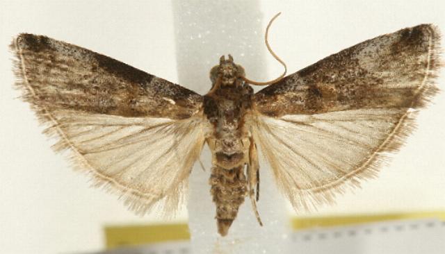 Conobathra hemichlaena