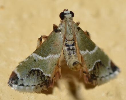Arescoptera idiotypa