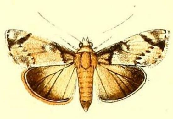 Enchesphora nubilalis