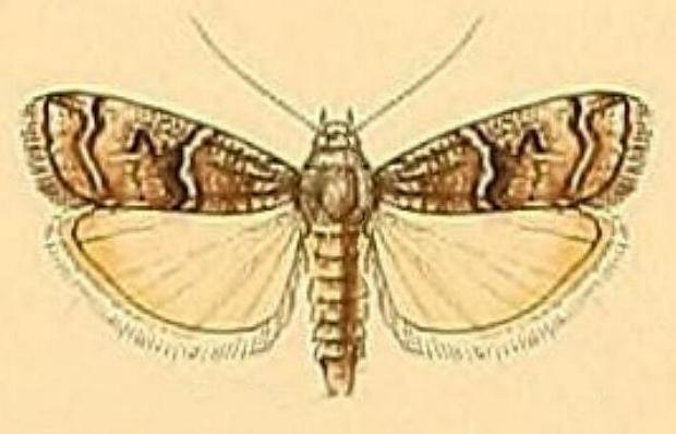 Lophothoracia omphalella
