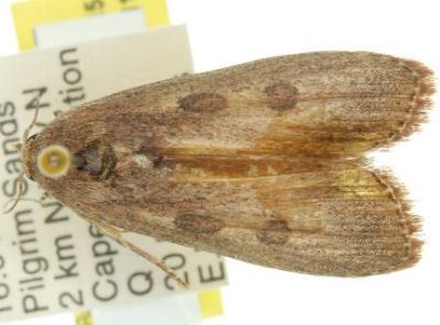 Tirathaba parasiticus