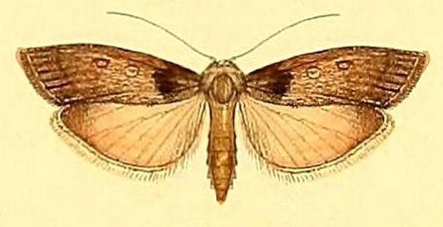 Tirathaba parasiticus
