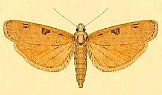 Tirathaba pseudocomplana