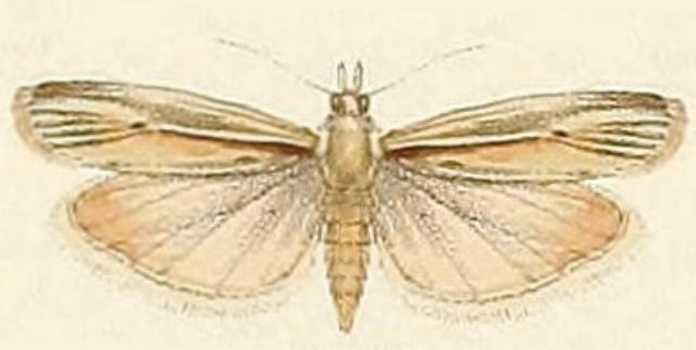 Ancylosis rufifasciella