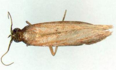 Comorta zophopleura