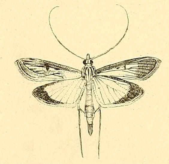 Euclasta maceratalis