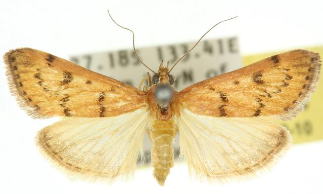 Achyra nigrirenalis