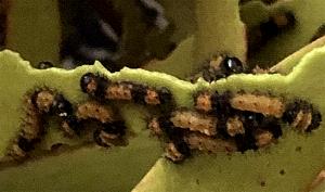 Austrocaligula loranthi
