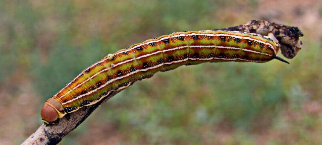 Hyles livornicoides