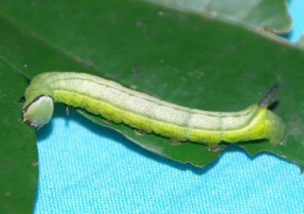 Angonyx papuana