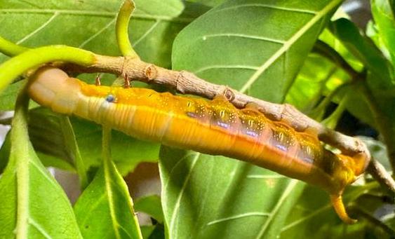 Daphnis protrudens