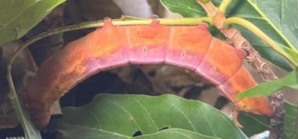 Daphnis protrudens